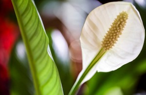 ���������� - Spathiphyllum